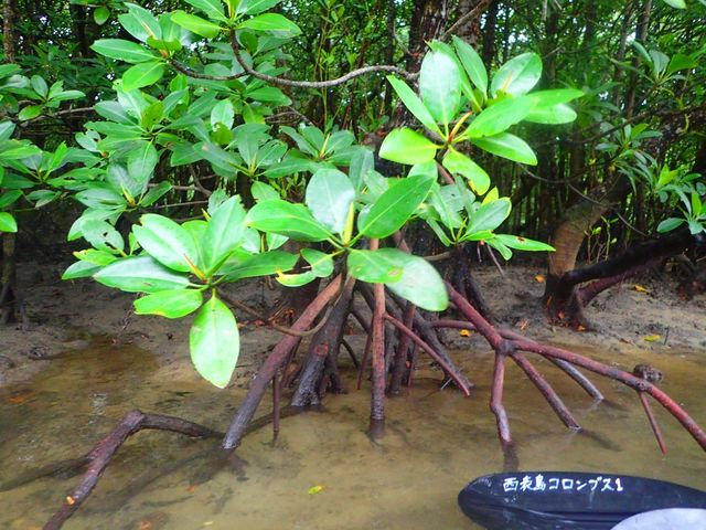 �}���O���[�u_���\���R�����u�X