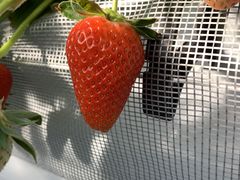 Ђ낱̂񂽃t@[ւ̓eʐ^1