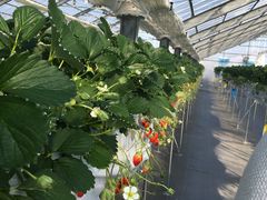 肩̂HappyBerryւ̓eʐ^1