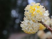 Yanwenlȉ쓹_Ђ̓eʐ^2