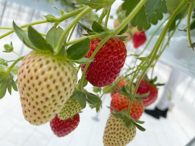 ����C�x���[_�i�`��������