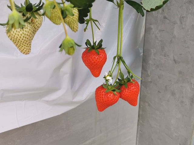 �ƂĂ������������I_���؂������_��