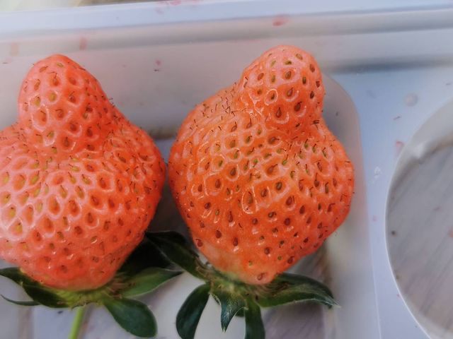 �傫���ĊÂ��I_���؂������_��