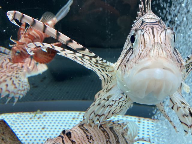 �ŋ������ǐl���������~�m�J�T�S_�ނ�Ɣp�Z������