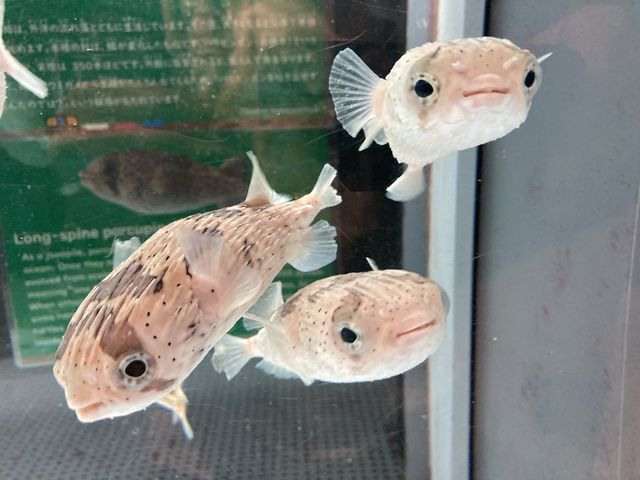 �ǂ������Ă���n���Z���{���̐Ԃ����_�ނ�Ɣp�Z������