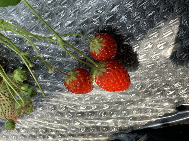 ���������Ȃ��Ă܂����B_�ÎR�_��