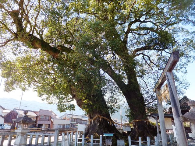 3�{�̑��̂����A2�{������1,000�N���ł��B_���h�_�Ђ̑叾