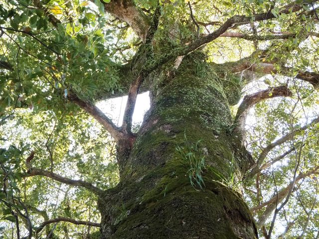 ���グ��Ɩڐ���90�x�߂��ɂȂ�܂��B_���h�_�Ђ̑叾