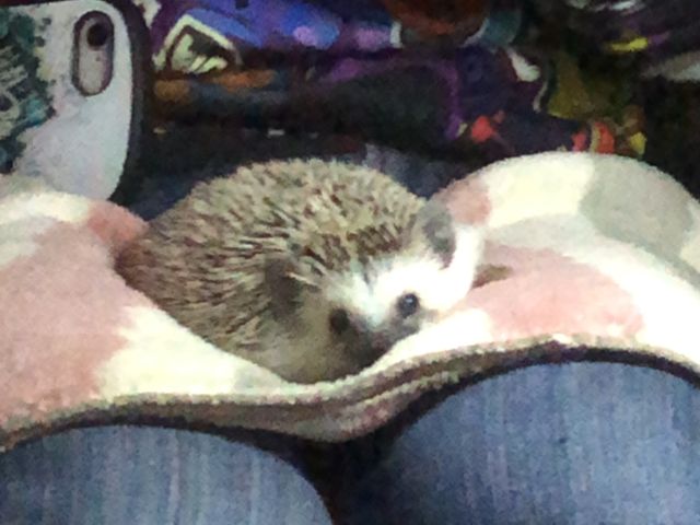 �n���l�Y�~�i�m���h���A�����j�ł�_�ߑO2���̃n���l�Y�~����