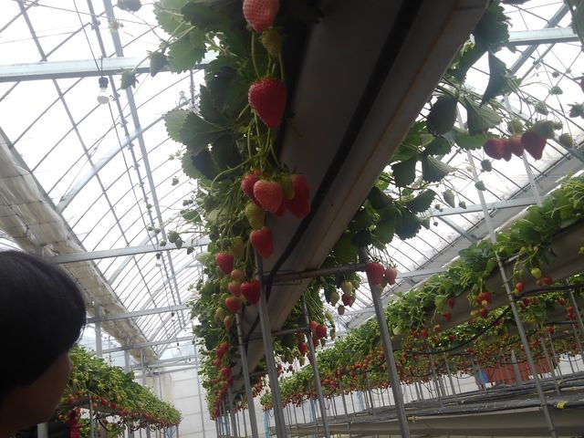 �X�^�b�t�̂���������t�����h���[�ł������߂ł��I_�R��FUJI�t���[�c�p�[�N