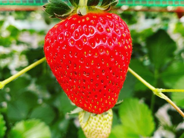 ����C�x���[_�����o�v�_��