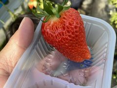 Beer̐_ˎOcȂ_ւ̓eʐ^1