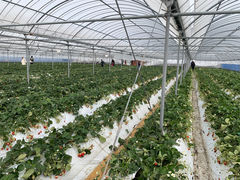 T̓V̂ʐ^ ܂邩ւ̓eʐ^1