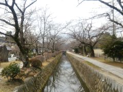 雪乃さんの哲学の道（京都府京都市）の投稿写真1
