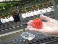 50̃Xm[{[h񂳂̎RFUJIt[cp[Nւ̓eʐ^4