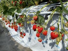 ͂̐V񂾔_ȉւ̓eʐ^1