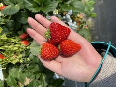 ͂̐V񂾔_ȉւ̓eʐ^2