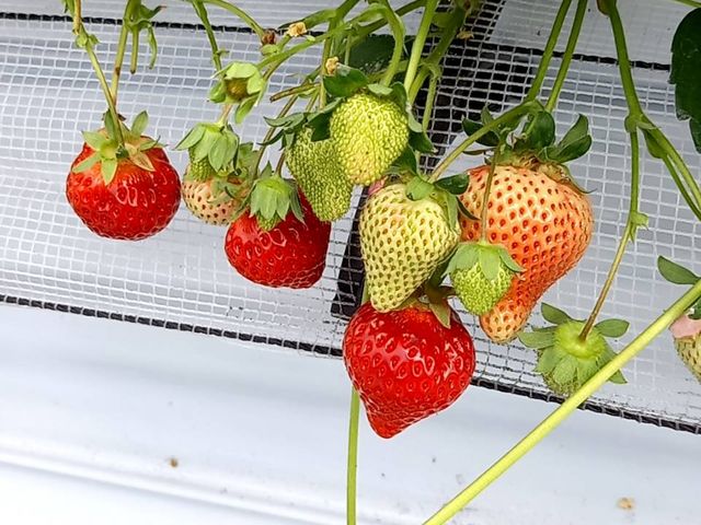 �Ղ�Ղ�̂�����_�}�G�����t�@�[��