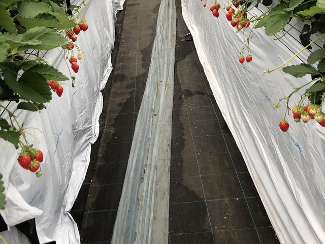 ���̕��͐^���ԂȃC�`�S����R����܂����B���₷�����₷���I_���u�S�ԉ��t�@�[��