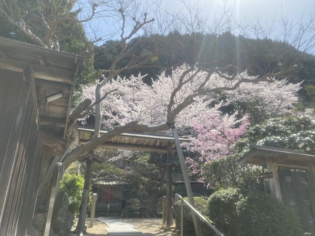 ����100�N�̍�_�����@