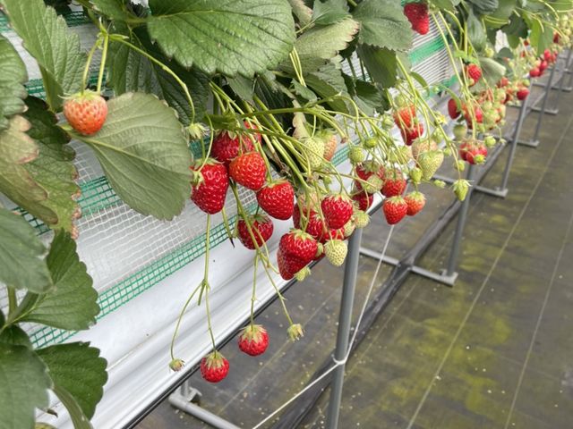 �������Ă��^���Ԃ�䕂����肪�ǂ��A�ƂĂ��Â������ł��B�i��̐H�ה�ׂ��y���������ł��B_������i�x��䕉�