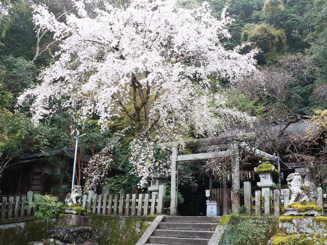 �Гa����̎}����_��L�_��