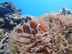 [񂳂̐Ί__CrOVbv@ABCdiveւ̓eʐ^1