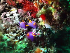 ���݂�����̃o�u���{�b�N�X�_�C�o�[�Y�ւ̓��e�ʐ^1