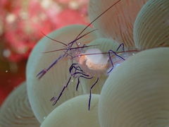 ���݂�����̃o�u���{�b�N�X�_�C�o�[�Y�ւ̓��e�ʐ^2