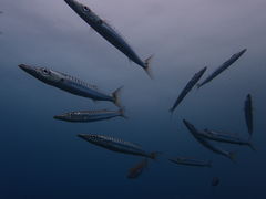 ���݂�����̃o�u���{�b�N�X�_�C�o�[�Y�ւ̓��e�ʐ^3