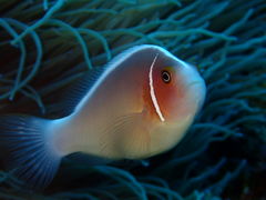 ���݂�����̃o�u���{�b�N�X�_�C�o�[�Y�ւ̓��e�ʐ^4