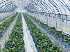 񂳂䕉߃nEXւ̓eʐ^1