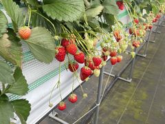 muckẙix䕉ւ̓eʐ^1