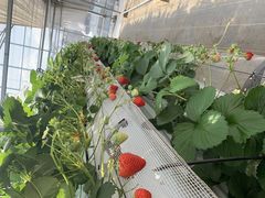 񂽂܂̂H[@Ђ炩ւ̓eʐ^1