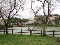 甘木公園の桜 アクセス 営業時間 料金情報 じゃらんnet