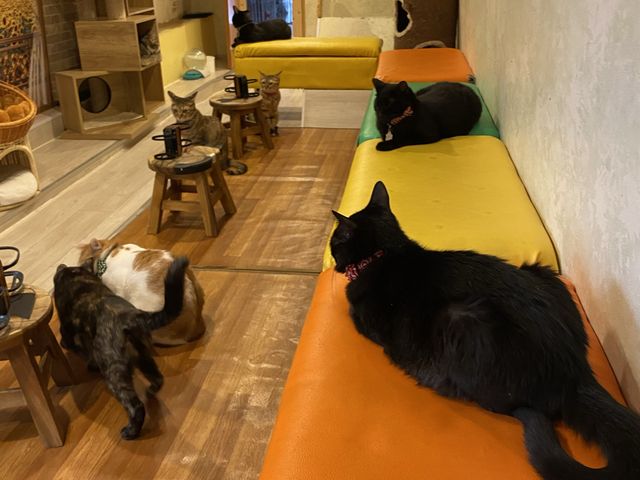 �Q�K�̂ӂꍇ���R�[�i�[�ł��B_�ی�L�J�t�F�@�Ђ��܂荆