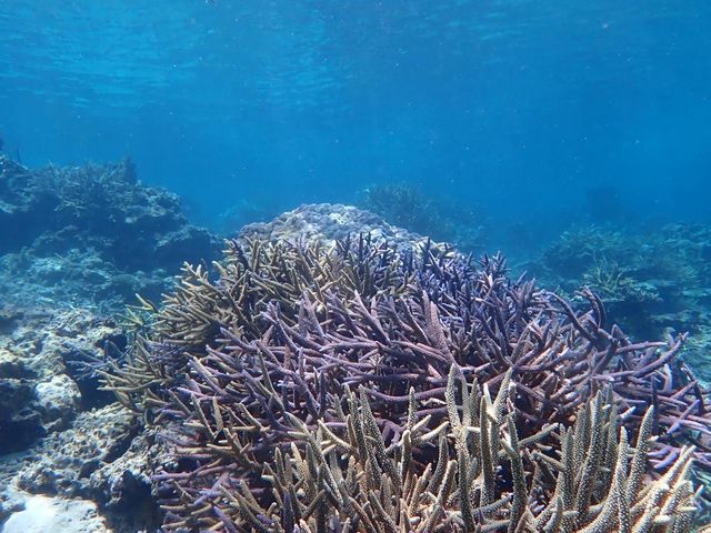 綺麗な珊瑚_marine assist DEMI