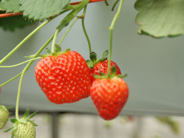 ���������ł���_�_���g���@�l�@���Ă�܉c�_�g��