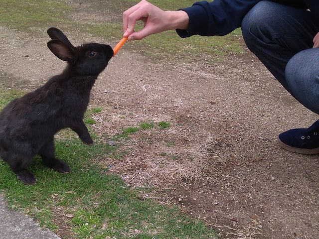 �𚐉������܂�Ȃ����킢���ł�_���r�b�g���C���i�O���]��v�쓇�q�H�j