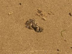 ���[����̃E�F�[�u�s�[�N �V�[�J���b�N���l���c�A�[�ւ̓��e�ʐ^1