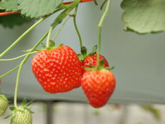 ACX}̔_g@l@Ă܉c_gւ̓eʐ^1