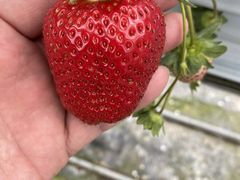 ̂񂭂񂳂̂܂t@[ւ̓eʐ^1