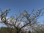 yosshŷׂ̗̓eʐ^1