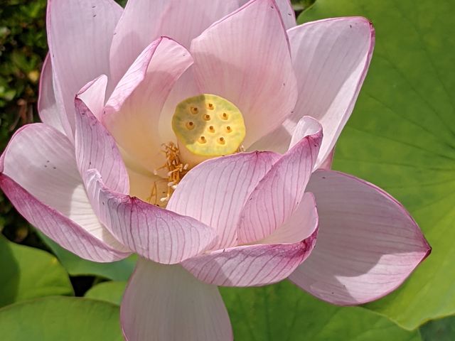 �@�̉Ԃ��L���C�Ȃ����ł��B_������