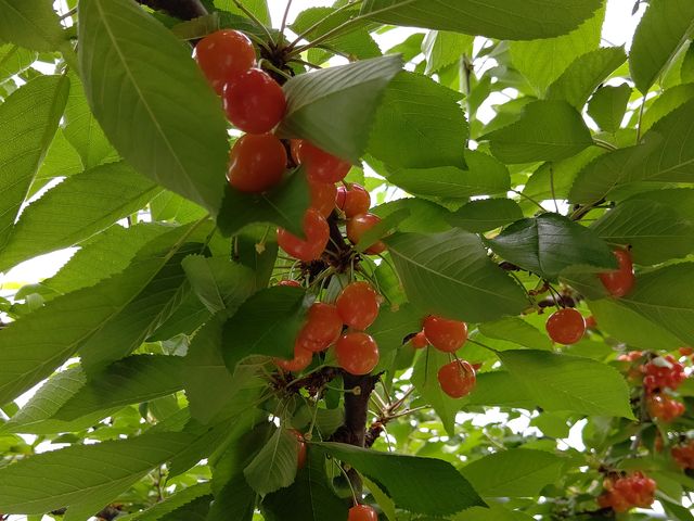 �ŏI���Ƃ͎v���Ȃ��قǁA�H�׍��̂������ڂ��������񂠂��čK���ł����B_�u�̏コ�����ډ�