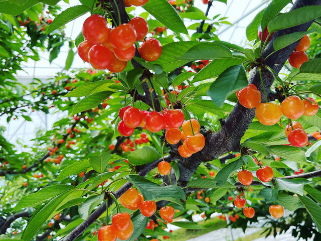 �������u�Ԃ���A��R�̂������ڂ��c��
�e���V�����オ��܂����I_�u�̏コ�����ډ�