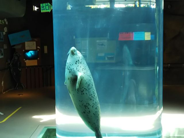 �A�����ăh�[�����������Ă���鎞�������l�ł��y�����B�^�������Ă�3�����炢�܂ĂΌ���܂��B_���R������