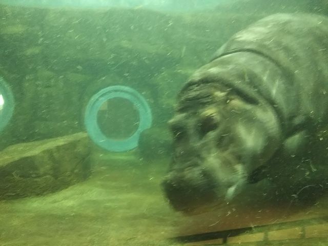 �J�o�𐅑��̉����猩��܂��B�����Ȃ炯�����������Ă܂��B�ċx�ݑO���`�����X����_���R������