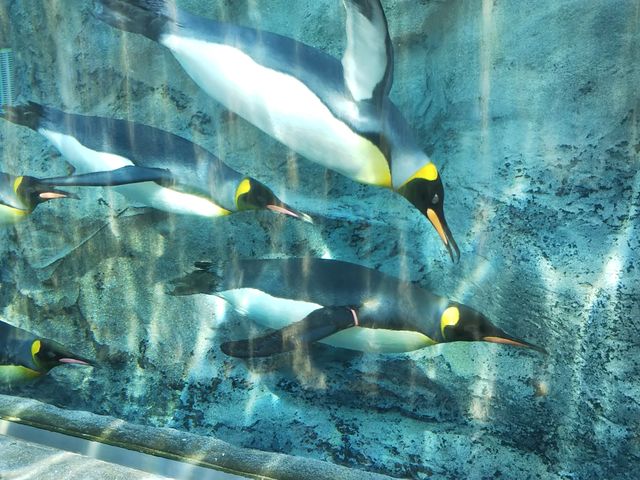 �����h�[������A�y���M�����ώ@�ł��܂��B���́A�����Ă�̂ŗ����~�܂��Ă݂�܂��B_���R������