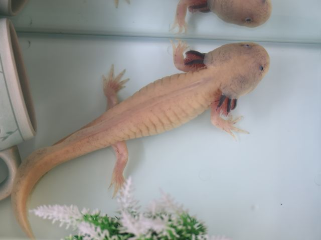 �E�[�p�[���[�p�[�����܂���_�Ó�ό����Y��